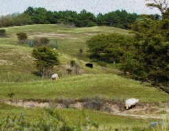 Grazende schapen in duinlandschap - digitaal bewerkte foto