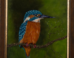 Ijsvogel ( Alcedo atthis )