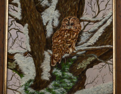 Bosuil (Strix aluco)