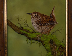 Winterkoninkje (Troglodytes troglodytes)