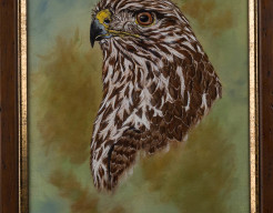 Portret Buizerd ( Buteo buteo ) 