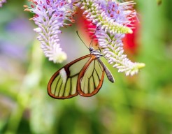 Sprookjesvlinder - fotografie