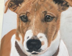 jack Russel