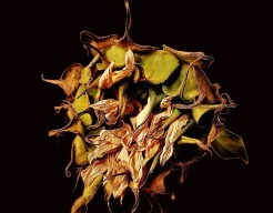 "Verwelkte Zonnebloem"