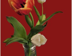 Tulpen