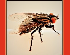 De Vlieg  (5)
