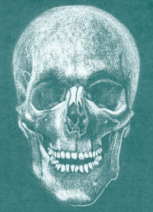 anatomie van de schedel