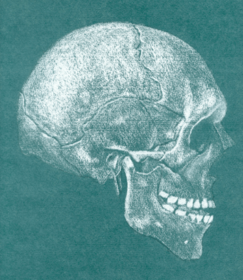 anatomie van de schedel