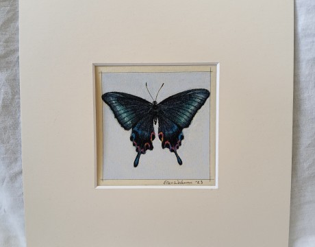 Papilio Maackii vlinder