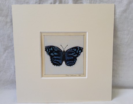 Myscelia ethusa vlinder