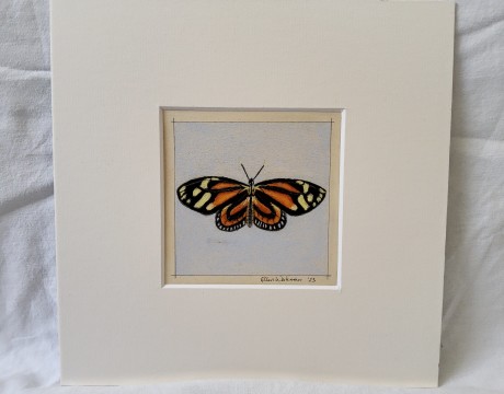 Lycorea halia vlinder