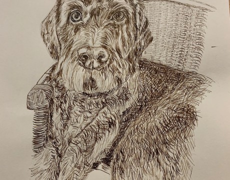 Duitse staande draadhaar