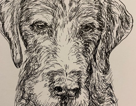 Duitse staande draadhaar