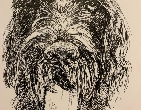 Duitse staande draadhaar