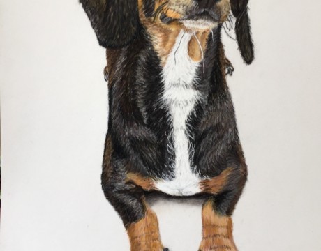 Onze knuffelhond Maisy , dierenliefde