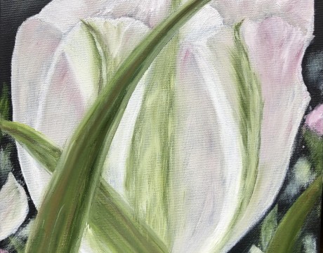 Witte tulp