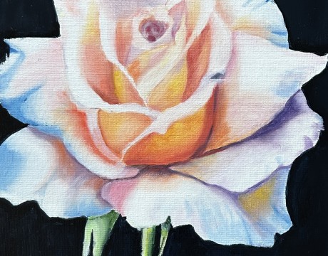 How colorful can a white rose be