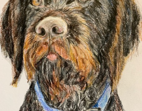 Duitse staande draadhaar