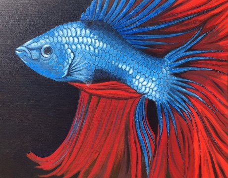 Siamese Fighting Fish