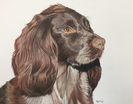 Engelse spaniël Dushi 