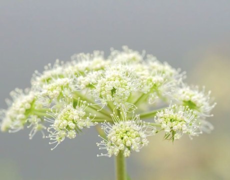 Berenklauw - fotografie