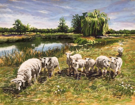 schaapskudde bij Berkenwoude