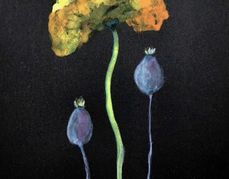 Papaver