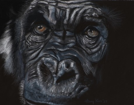 Chimpansee