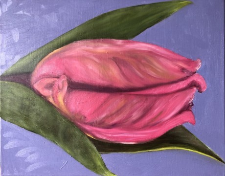 Roze tulp