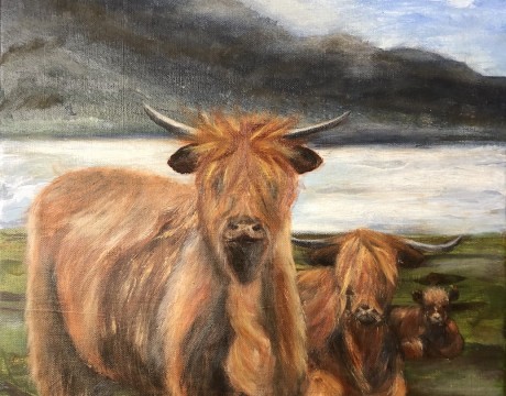 Schotse hooglanders
