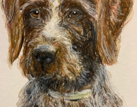 Duitse staande draadhaar