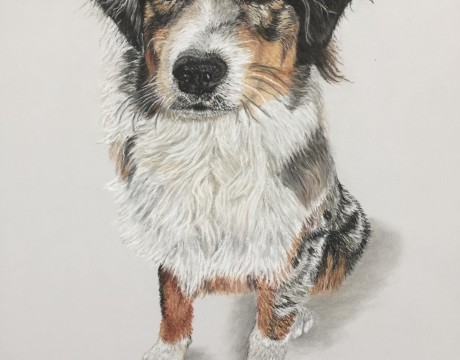 Australian shepherd Dex