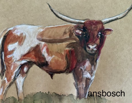Longhorn stier