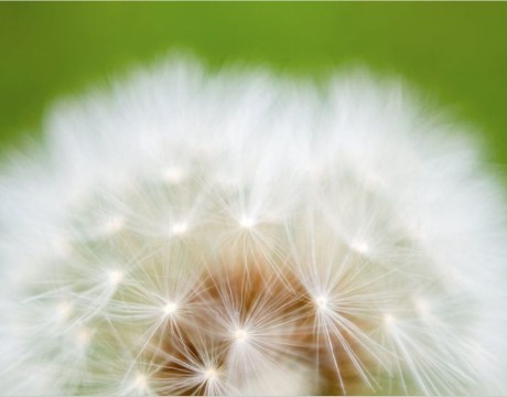 Fluffy flower - fotografie