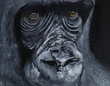 Gorilla