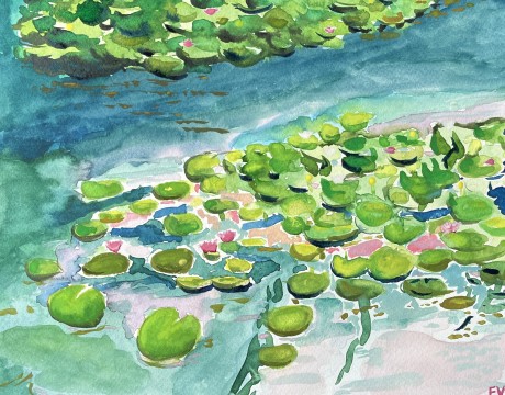 Waterlelies
