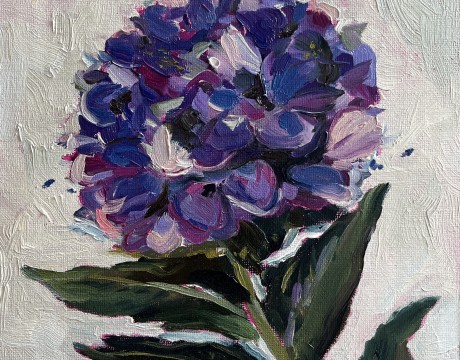Blauwe hortensia