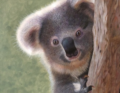 Koala