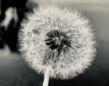 Just a dandelion