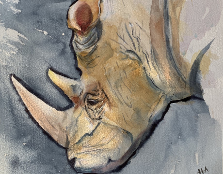 Rhinoceros 
