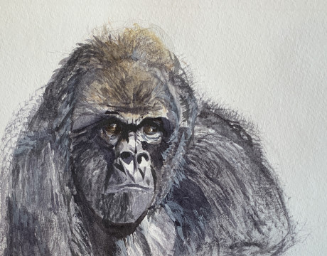 Gorilla