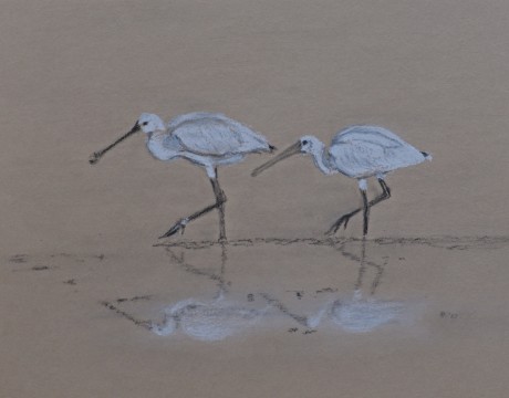 Lepelaars bij laag water