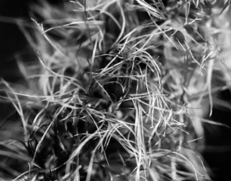 Part of the Plan(t) - fotografie