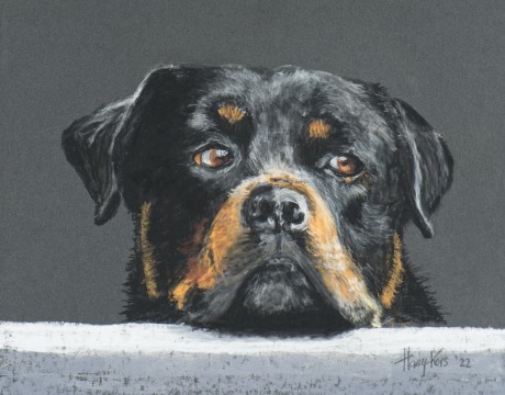 Rottweiler