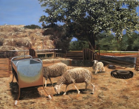 Schapen van het keuterboertje.