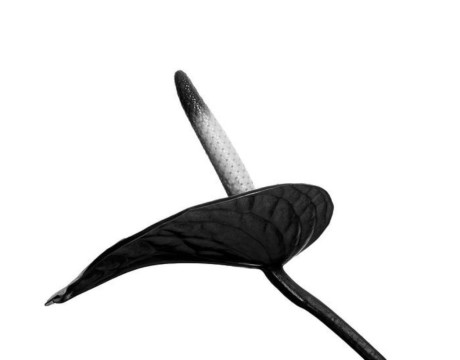 Straight Up - fotografie