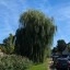 Foto gemaakt met Google Pixel 10 Pro XL - overdag buiten, 1x zoom