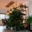 Woox R5151 Smart Christmas LED Lighting String - de lampjes in de boom