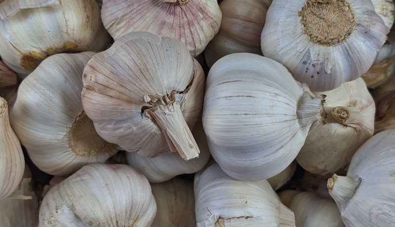 Een ode aan knoflook!