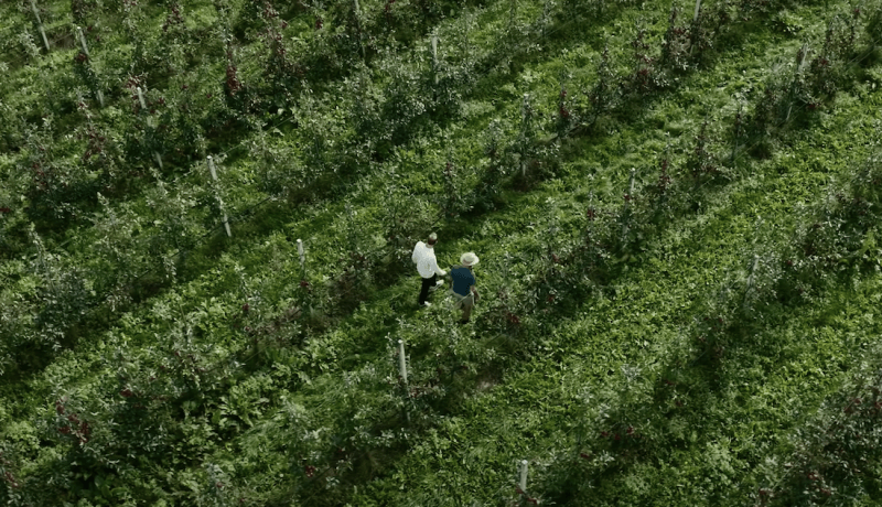 Pesticiden in voeding: waarom biologisch eten écht gezonder is